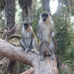 Darunter diese grünen Meerkatzen