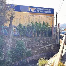 An einem Bach ein kleines Maisfeld - hatte Gegenlicht