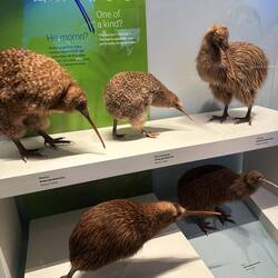 Kiwis