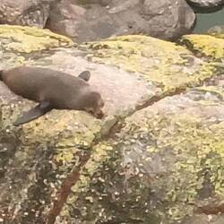 Robbenkolonie am Cape Foulwind