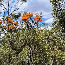 diese Blüten haben eine besondere Strahlkraft