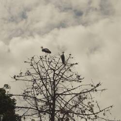 Ein paar Kronenkraniche. Sie habens bis auf die Flagge Ugandas geschafft!