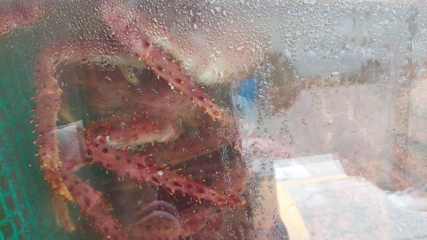 Königskrabben eingepfercht