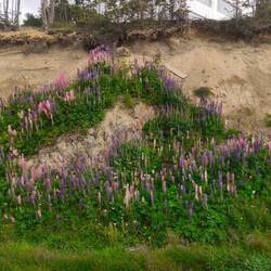 Lupinien wachsen hier überall