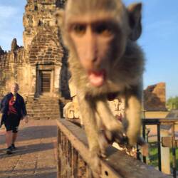 DER Moment wenn dich ein anderer Primat angreift 🫣🫣🫣🫣