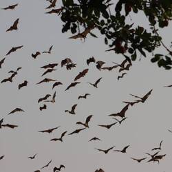 Wieder einmal Flughunde (im heiligen Wald)