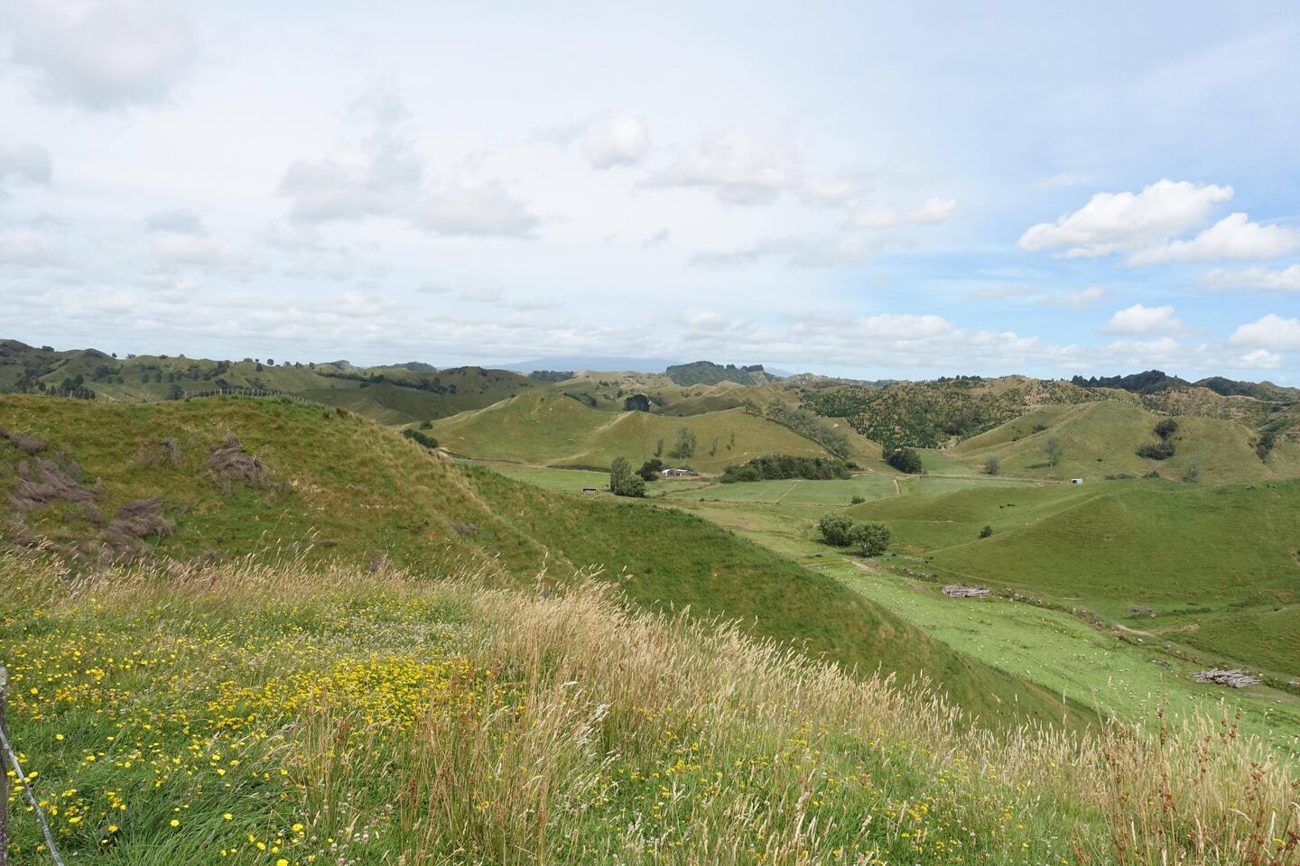 Strathmore Saddle