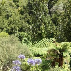 Whangamomona Saddle