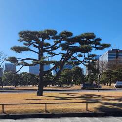Pinus tree, Imperial Palace Loop