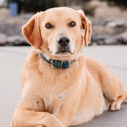 Ein Hund namens "Kaputt"