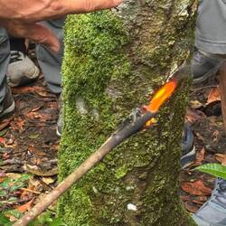 Resin for bug repellent and helps start fires