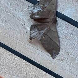 A BIG BUG that joined us for lunch