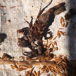 Etwas platter Skorpion