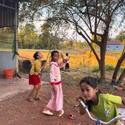 Früchte werden mit einem Holzstab vom Baum geholt