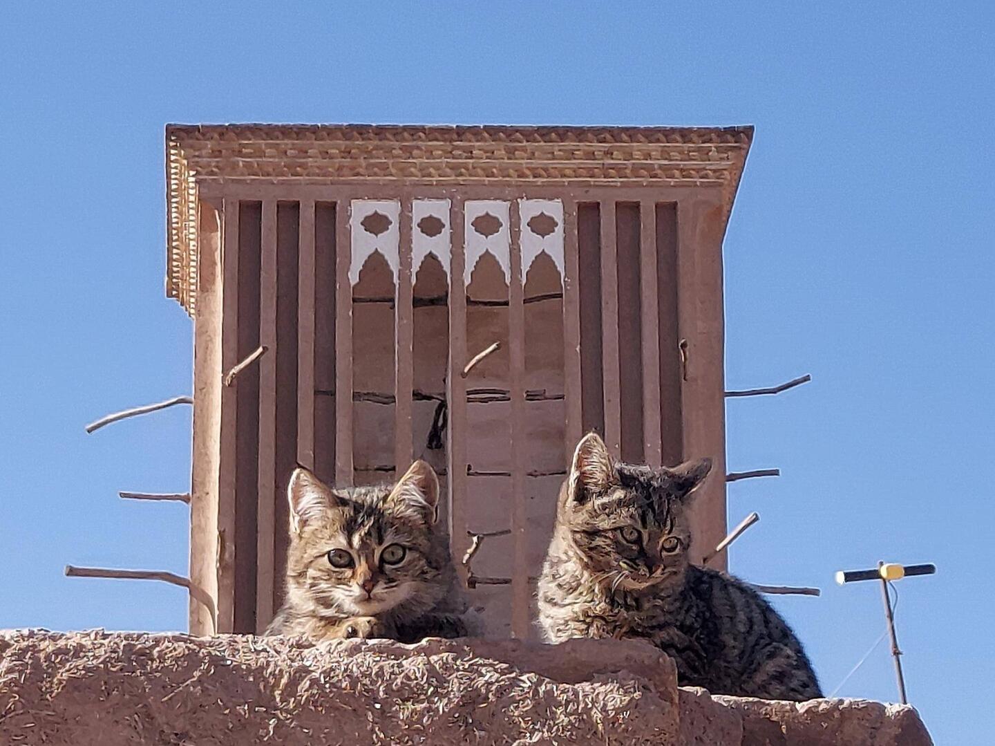 Windtürme & Katzen- beides allgegenwärtig 😀