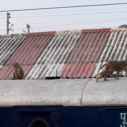 Monkeys!