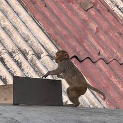 Mini monkey!