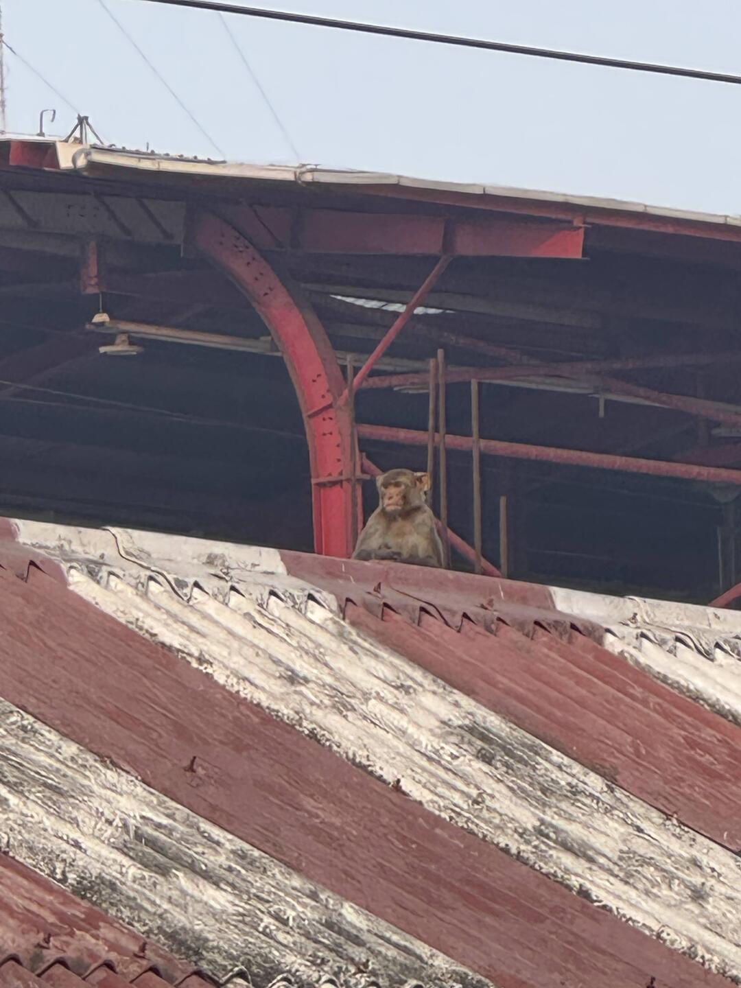 Monkey!