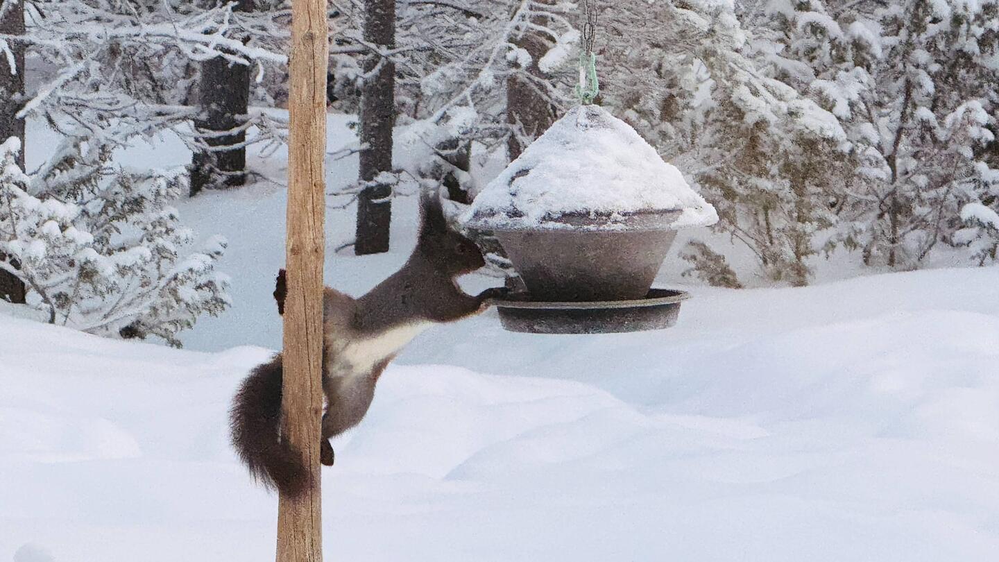 Eichkatzerl beim Frühstücken