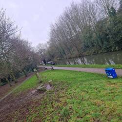 Lots of dog poo despite the nearby bin