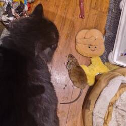 Mr Whiskers brought us two rats during our stay.