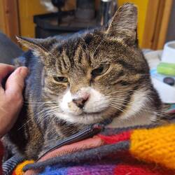 The furries needed lots of comfort with the New Year fireworks