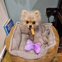 Leo and his yak chew Nana and Grumps got him for Xmas. We needed to get another as he'd lost the 1st