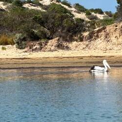 Familie Pelikan beim Mittagessen