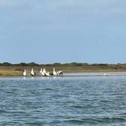 Und noch ein paar Pelikane