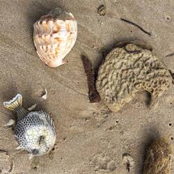 Totes Getier am Strand