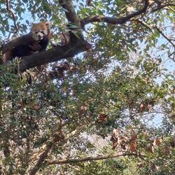 Red Panda😍
