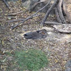 Chüngle im Zoo😆
