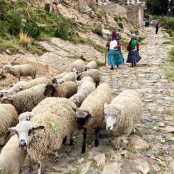 Des moutons partout !