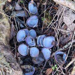 Asian Clam shells, probably left by an otter
