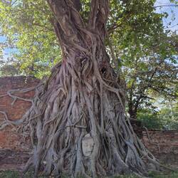 Buddhachopf