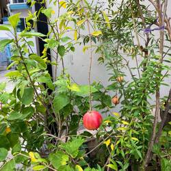 Granatapfelbaum, haben wir beide noch nie gesehen