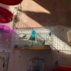 Wellensittiche zu verkaufen