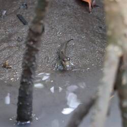 ...gibt es Schlammspringer