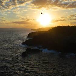 Die Schwalben haben sich die Drohne mal von nahem angeschaut