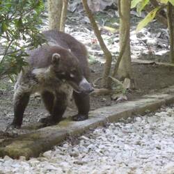 unser täglicher Besuch, ein Nasenbär