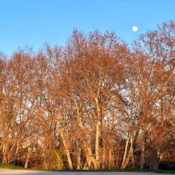 Der Mond ist aufgegangen.