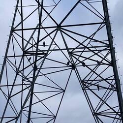 Als De Wieden wat aalscholvers missen, ze zitten hier