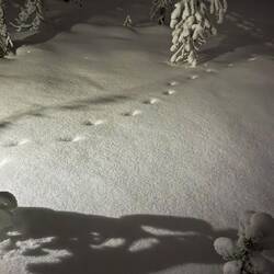 Spuren eines Rotfuchses