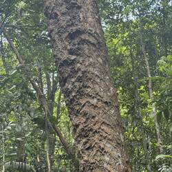 Termites