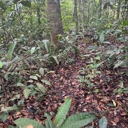 The "trail"