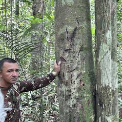 Creamer or Expectorant...works for both.