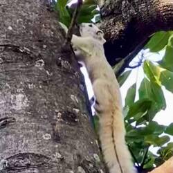 We saw several of these light colored squirrels