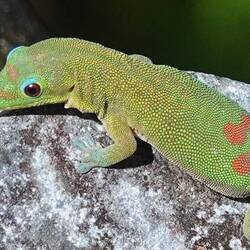 Goldstaub-Taggecko
