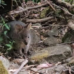 Le pademelon, vraiment mignon n'est-ce pas!