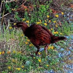 Das ist ein "Weka"